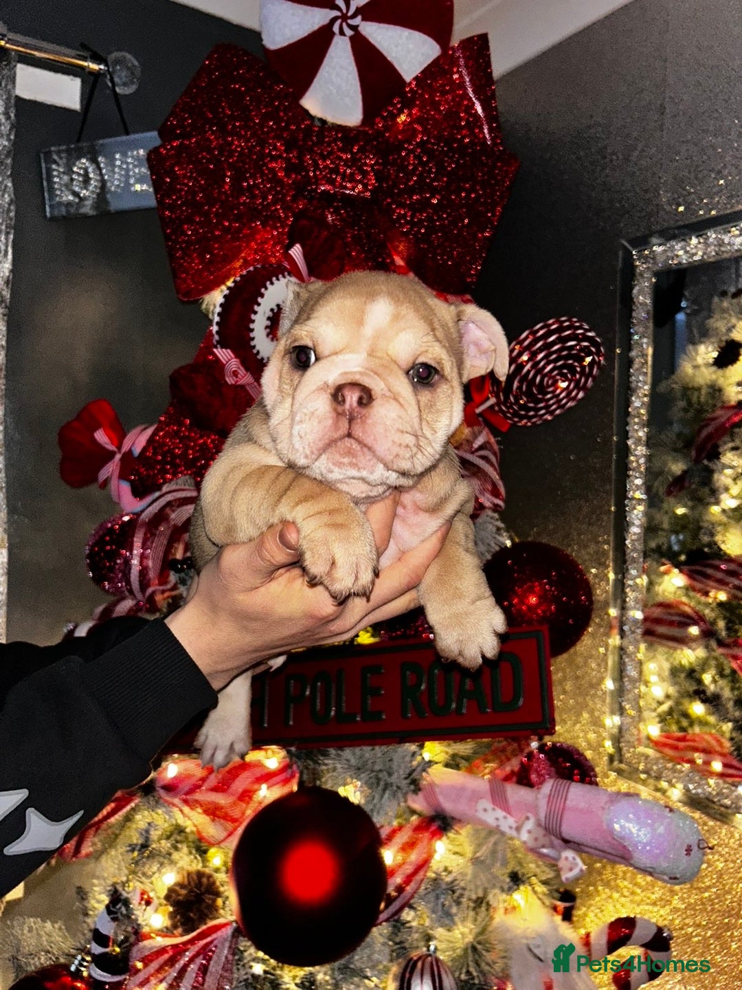 English Bulldog dogs for sale: English bulldogs - Advert 15