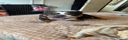 English Bulldog dogs for sale: Dolly and Blake 5years old  - Advert 4