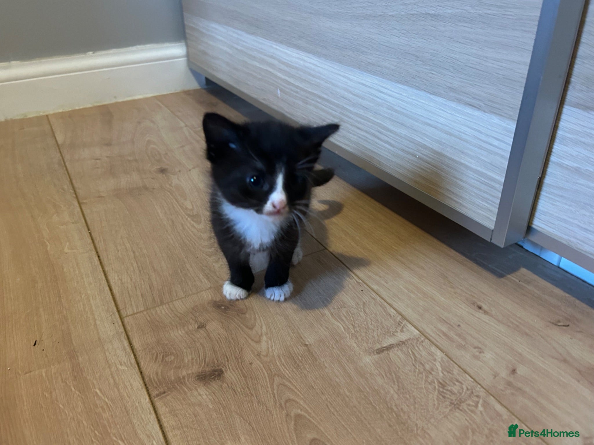 British Shorthair cats Kittens 1 left £80 each ono  - Advert 10