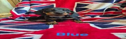 Miniature Dachshund dogs for sale: 🐾 Beautiful Miniature Dachshund Puppies 🐾 - Advert 6