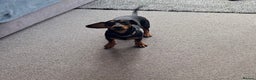 Dachshund dogs for sale: Our beautiful dachshund looking for her new home - Advert 4