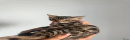 Bengal cats for sale: Beautiful Bengal kittens 2m 1f Price is negotiable in Harrow - Advert 8