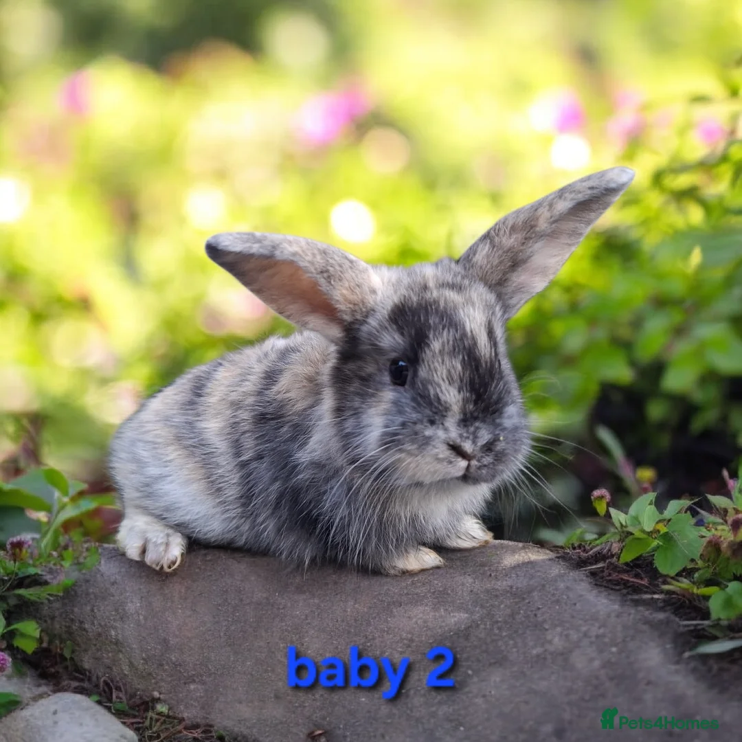 Mixed Breed rabbits for sale: Mix breeds babies. See all photos - Advert 2