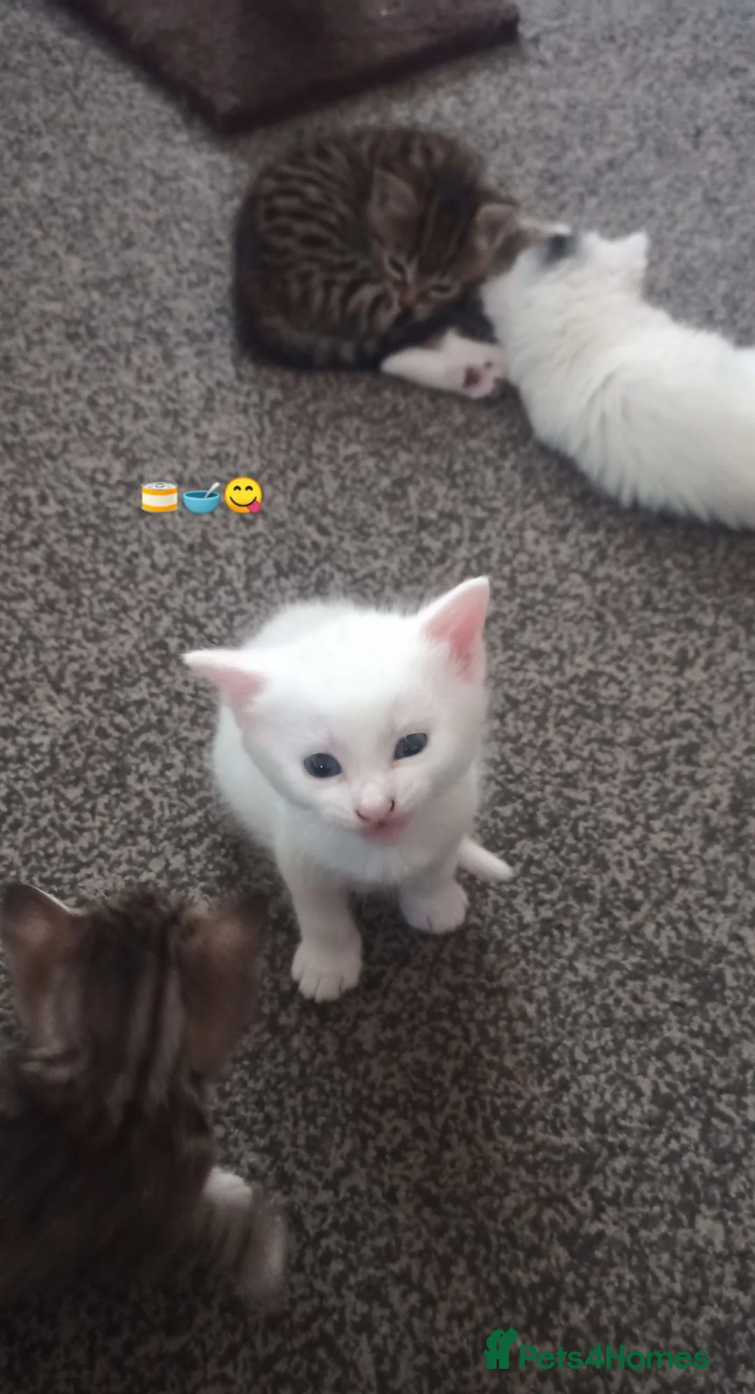 Siberian cats for sale: 1 van/siberian kitten for sale - Advert 2