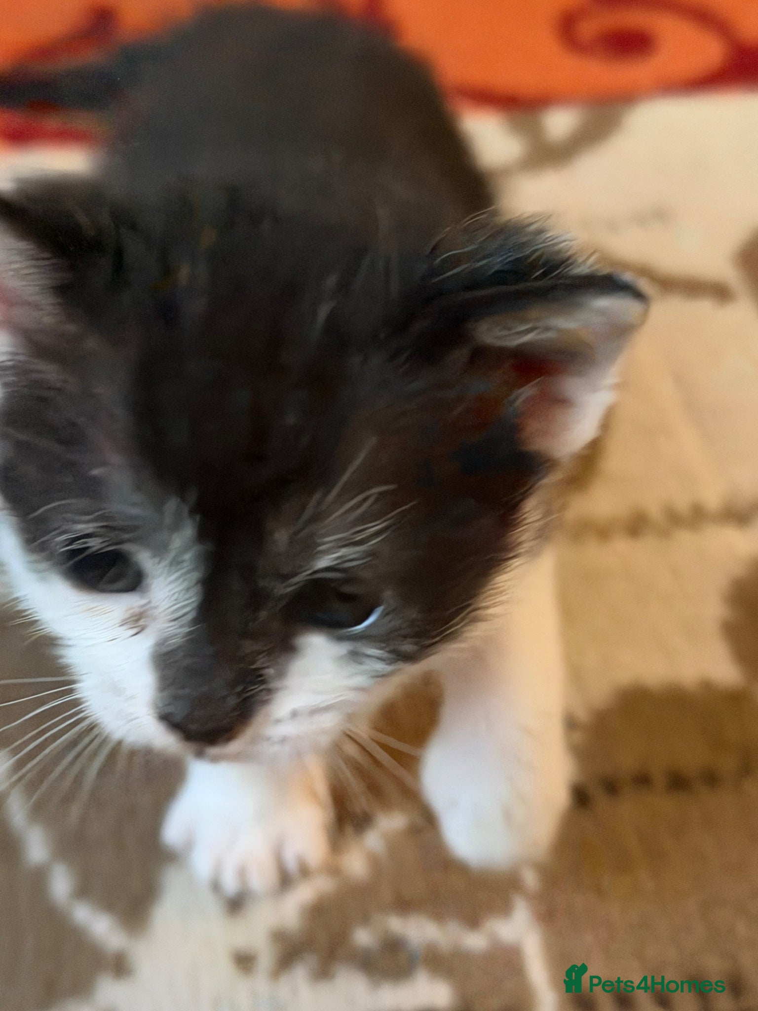 Mixed Breed cats for sale: Kittens for sale  - Advert 5