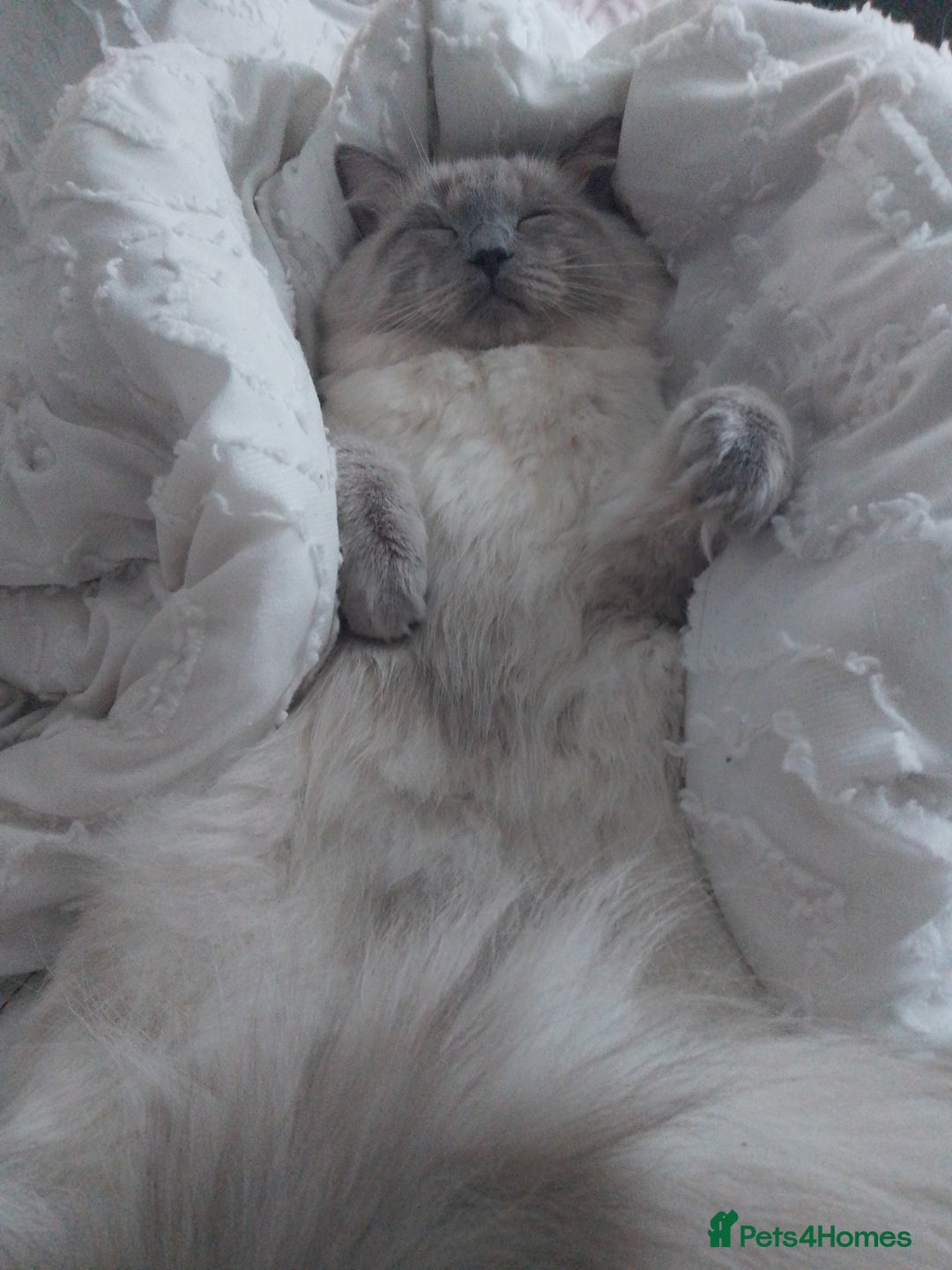 Ragdoll cats for stud: Loving Cat The Perfect Gentleman for Breeding! 😻 - Advert 3