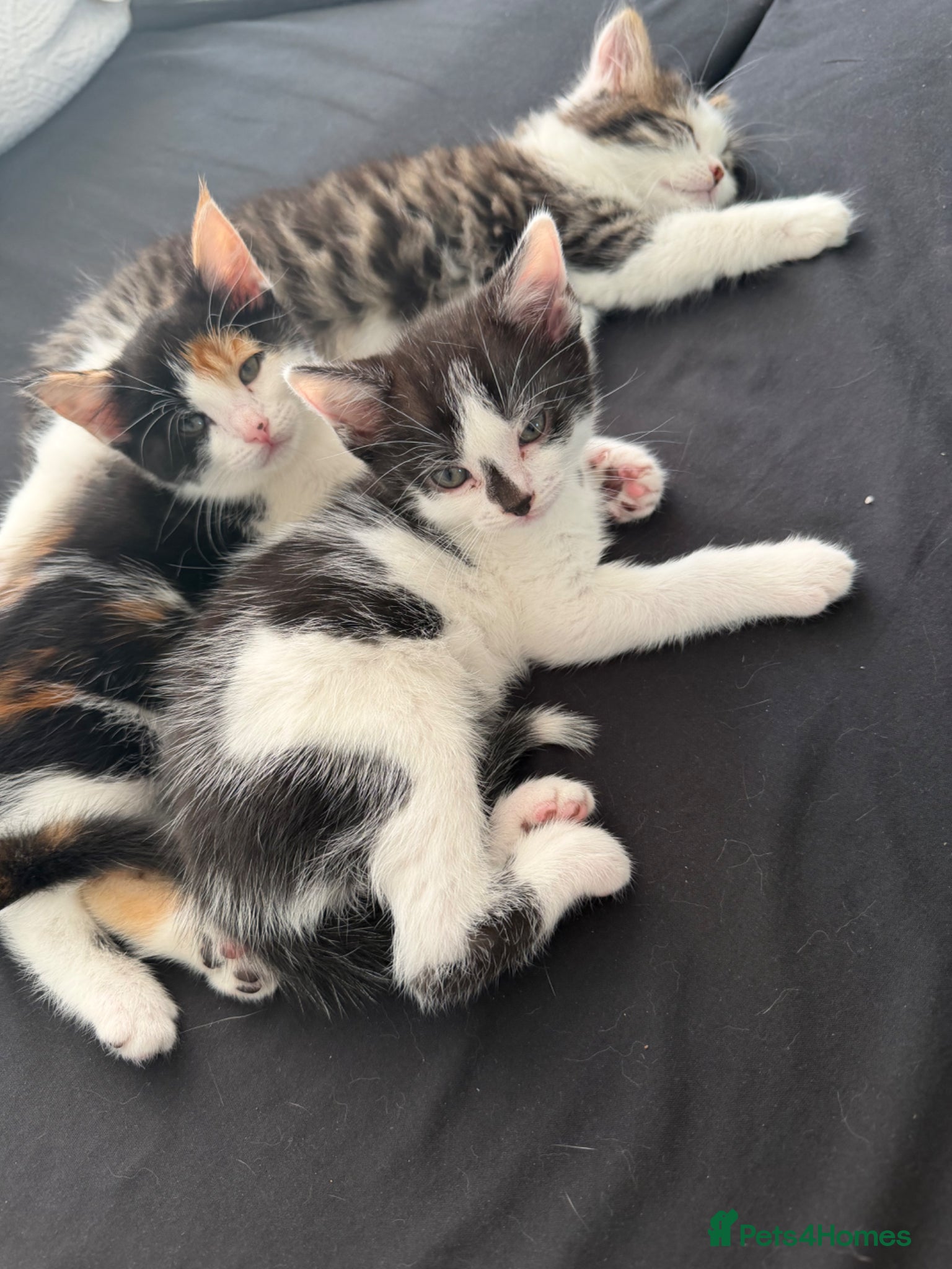 Brazilian Shorthair cats Beautiful Brazilian Shorthair kittens - Advert 2