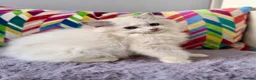 Ragdoll cats for sale: TICA registered ragdoll kittens from champions - Advert 18