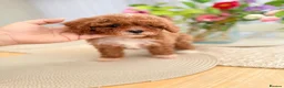 Cavapoo dogs for sale: Ready NOW only TWO boys left! F1bb Toy Cavapoos - Advert 6
