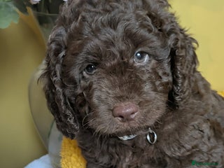 Cockapoo dogs for sale - Advert 1