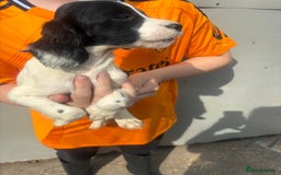 English Springer Spaniel dogs for sale: Springer spaniel pups ready now  - Image 17
