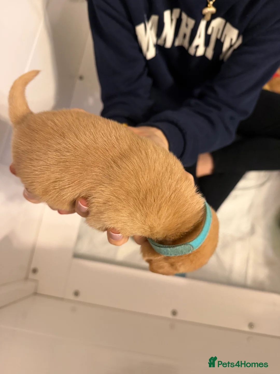 Labrador Retriever dogs for sale: KC Fox Red Labrador Pups FTCH Sire - Health Tested - Advert 38