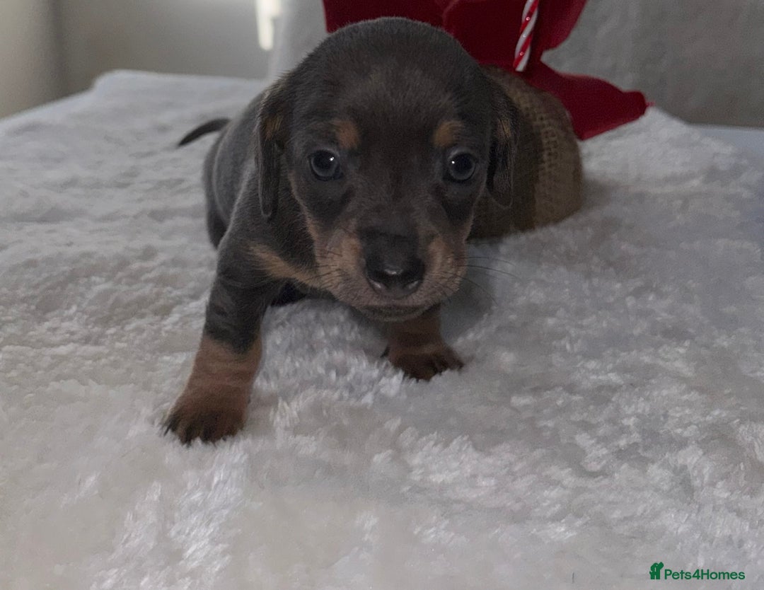Chiweenie dogs for sale: 3 Gorgeous Girls & 2 Beautiful Boys  - Advert 10