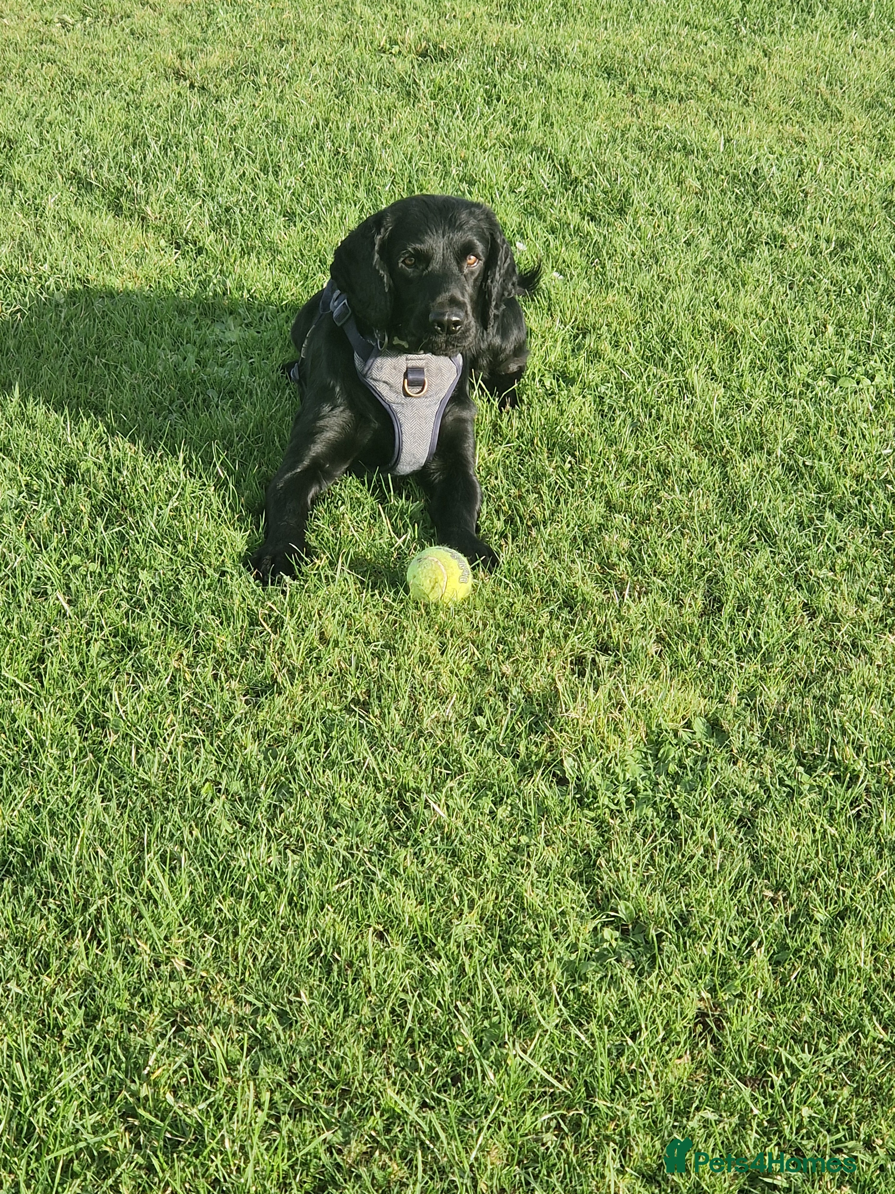 Cocker Spaniel dogs Cocker spaniel  - Advert 8