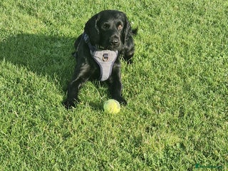 Cocker Spaniel dogs Cocker spaniel - Advert 1