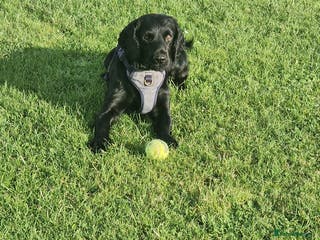 Cocker Spaniel dogs Cocker spaniel - Advert 11