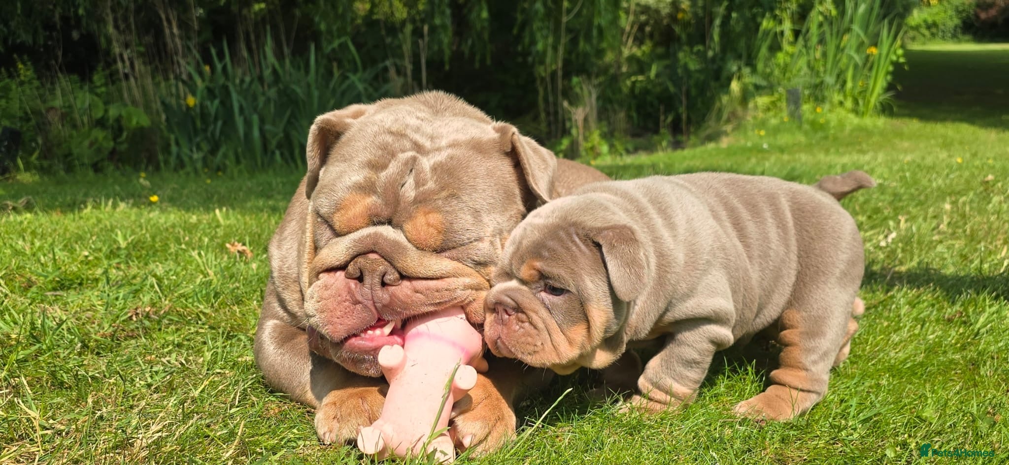 English Bulldog dogs Lilac Tri English Bulldog Puppies  - Advert 1