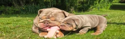 English Bulldog dogs for sale: Lilac Tri English Bulldog Puppies  - Advert 1