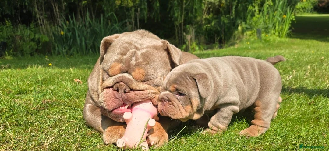 English Bulldog dogs for sale: Lilac Tri English Bulldog Puppies  - Advert 1