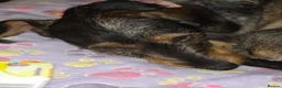 Dachshund dogs for sale: Miyo needs a loving home  in Wolverhampton - Advert 28