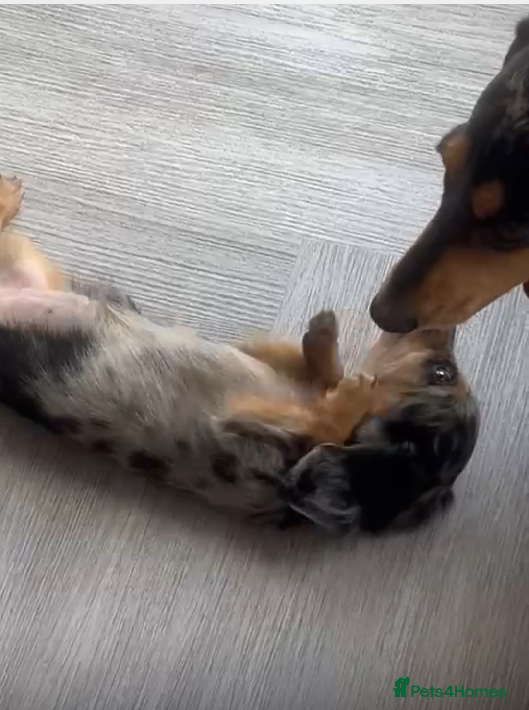 Miniature Dachshund dogs for sale: Long-Haired Dapple Mini Dachshund Puppy (RE-HOME) - Image 11