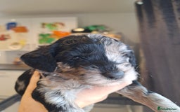 Sproodle dogs for sale: Sproodle Merle puppies  - Advert 16