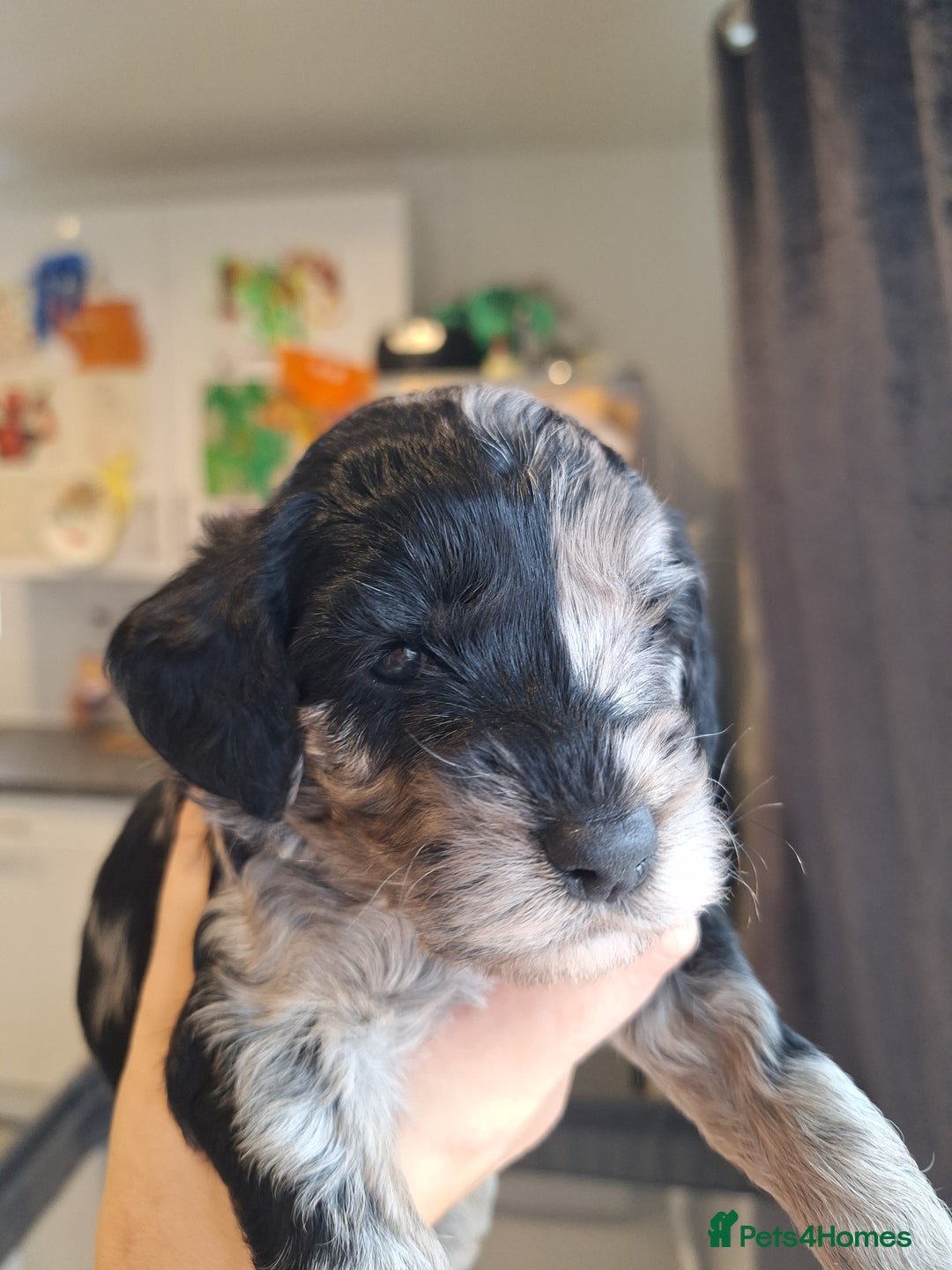 Sproodle dogs for sale: Sproodle Merle puppies  - Advert 16