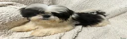Shih Tzu dogs for sale: 4 Shih Tzu bitches - Advert 9