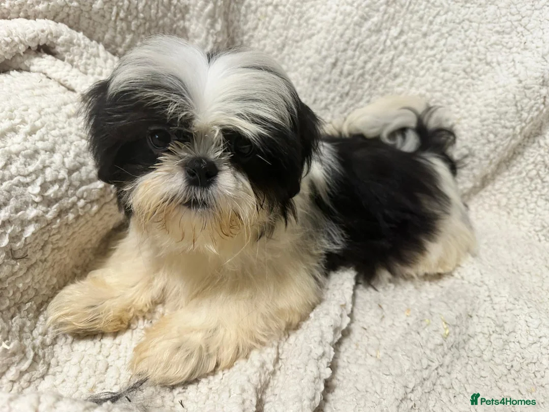 Shih Tzu dogs for sale: 4 Shih Tzu bitches - Advert 9