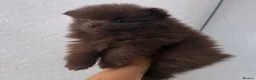 Pomeranian dogs for sale: CHAMPION LINES KC POMERANIAN PUPPIES  - Advert 26
