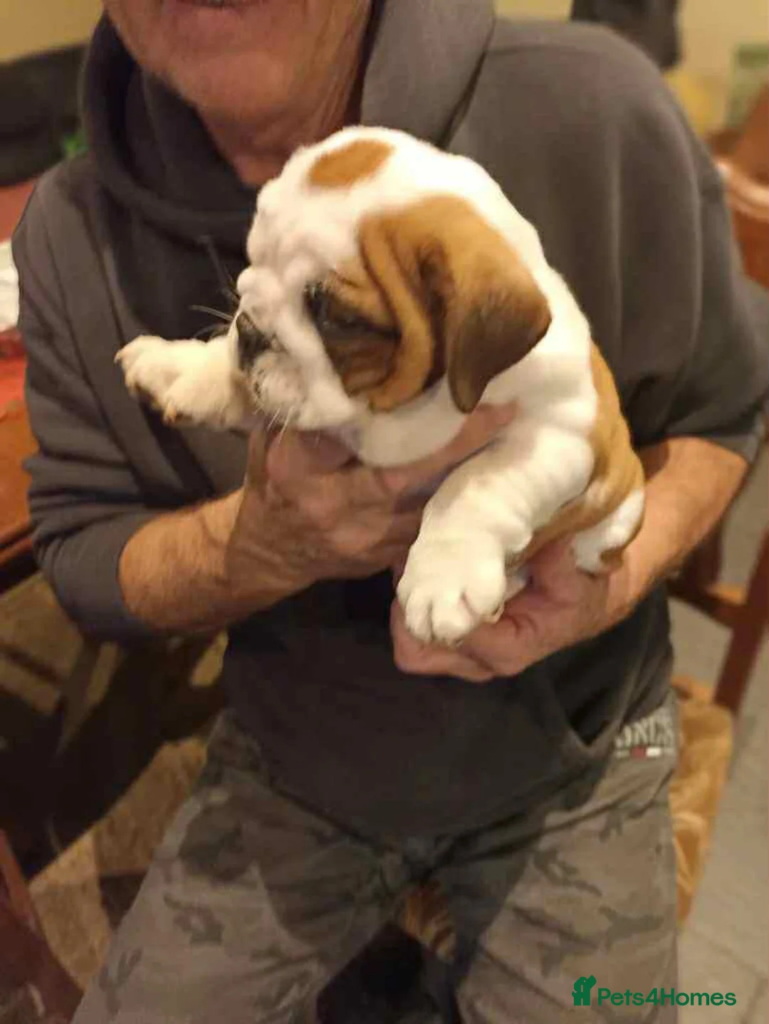 English Bulldog dogs for sale: 😍 English bulldog puppies 🥰 - Advert 8