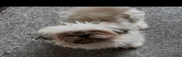 Shih Tzu dogs for sale: Imperial ShihTzu puppy - Advert 5