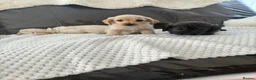 Jackapoo dogs for sale: Jackapoo puppies for sale - Advert 7