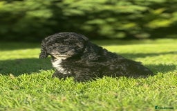 Cavapoo dogs for sale: Beautiful cavapoochon puppies  - Image 5