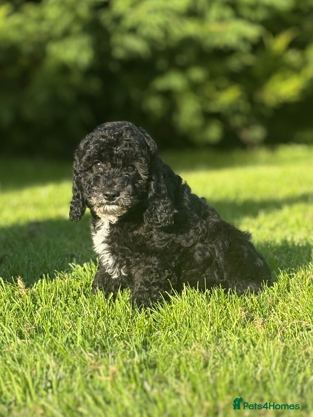 Cavapoo dogs for sale: Beautiful cavapoochon puppies  - Image 5