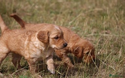 Golden Retriever dogs for sale: Dark Red Kc Registered Golden Retriever Puppies - Image 23