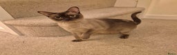 Burmese cats for sale: Pedigree Chocolate Female Burmese Kitten - Advert 6