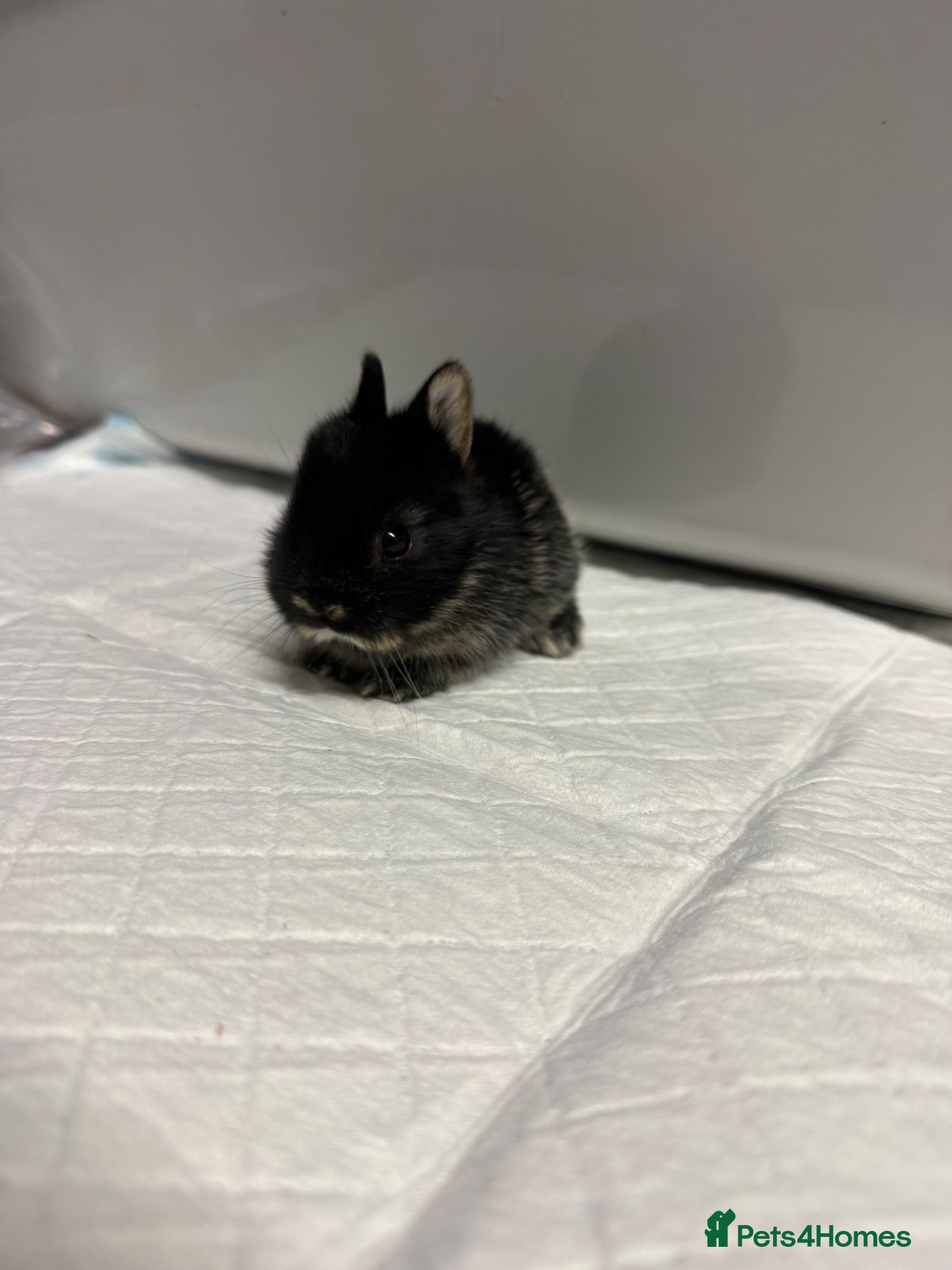 Netherland Dwarf rabbits Gorgeous traditional Netherland dwarf babies  - Advert 2