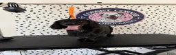 Cockapoo dogs for stud: Cockapoo boy for stud - Advert 1
