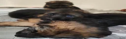 German Shepherd dogs for sale: KC registered Long Haired German shepherd puppies  - Advert 7