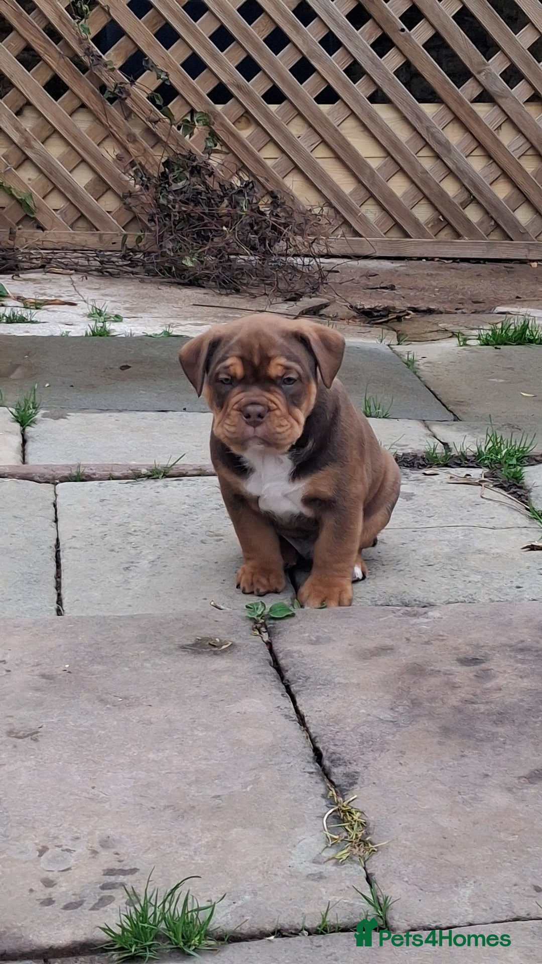 Mixed Breed dogs for sale: Beautiful chunky pups  - Advert 1