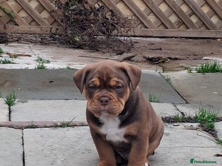 Mixed Breed dogs Beautiful chunky pups - Advert 1