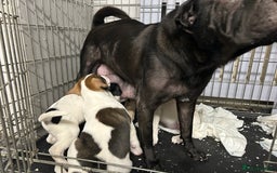 Mixed Breed dogs for sale: 🐾Cocker-Pie (Mini Hippo)s🐾 - Image 2