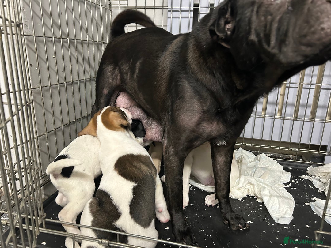 Mixed Breed dogs for sale: 🐾Cocker-Pie (Mini Hippo)s🐾 - Image 2