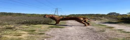 Rhodesian Ridgeback dogs for stud: Beautiful Rhodesian Ridgeback to Stud  in Lightwater - Advert 17