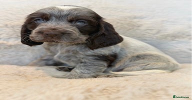 Cocker Spaniel dogs - Advert 2