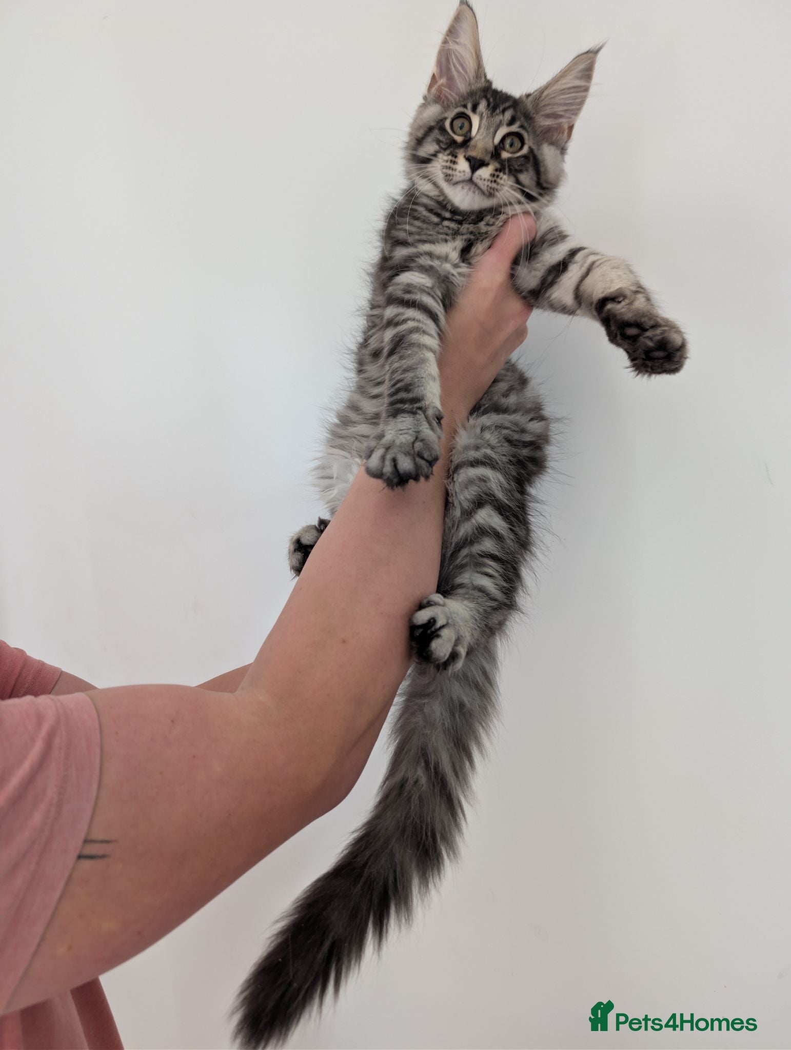 Maine Coon cats Tica registered mainecoons  - Advert 9