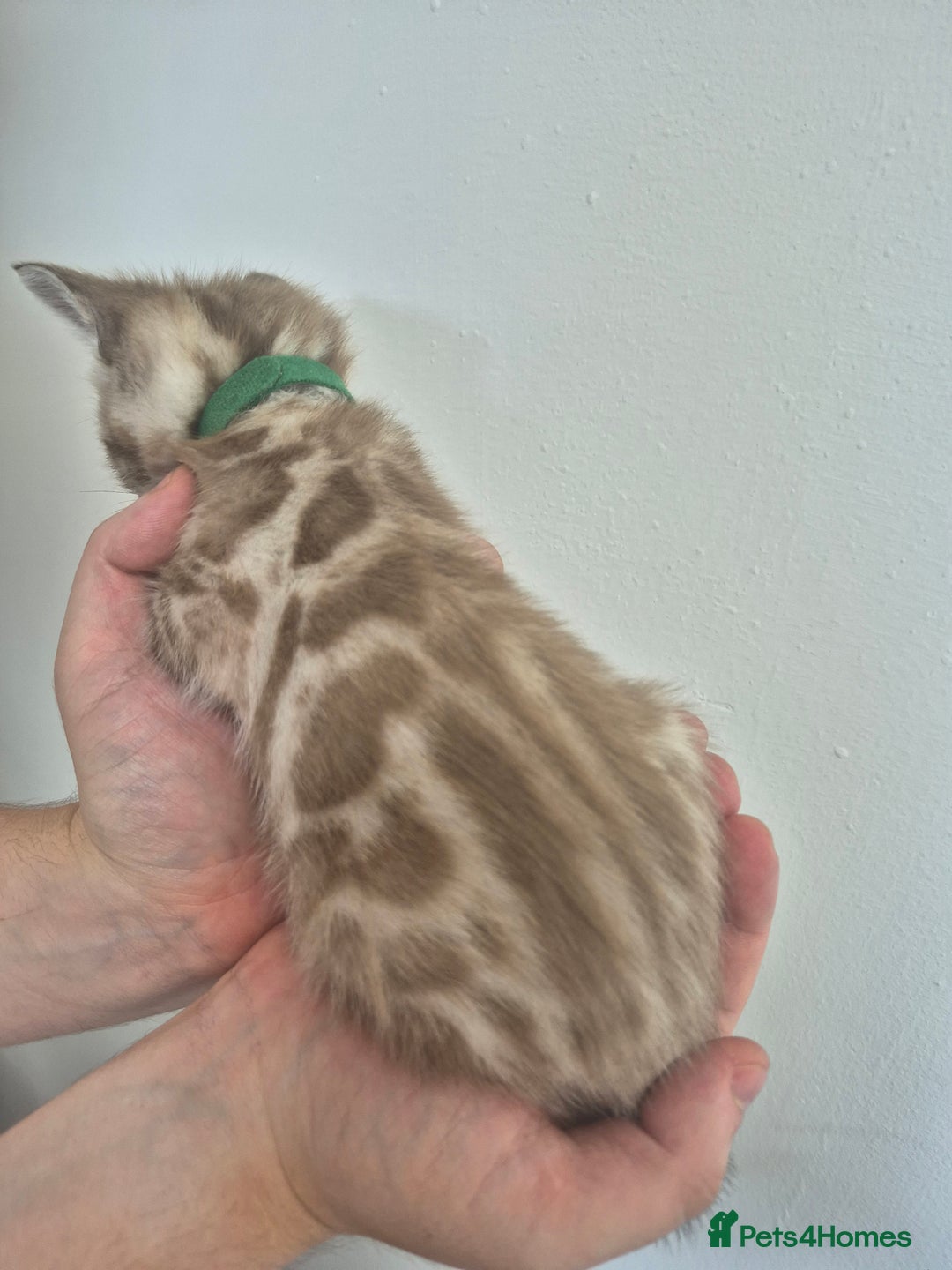 Bengal cats for sale: TICA large/clouded rosettes snow bengal kittens  - Image 7