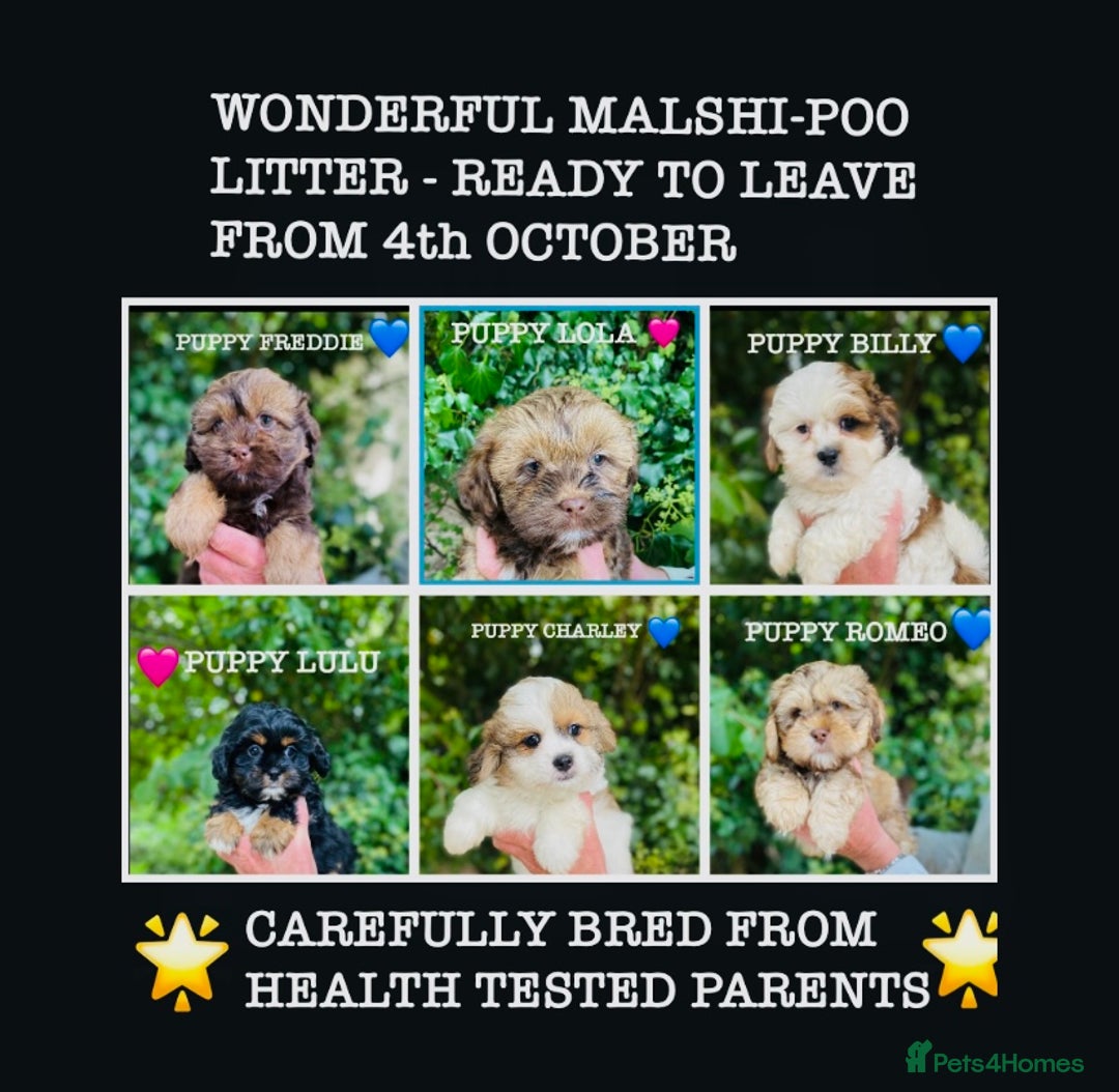 Mixed Breed dogs for sale: 🌟BUNDLES OF JOY 🐶 SUPER CUTE MALSHIPOO PUPS - Image 2