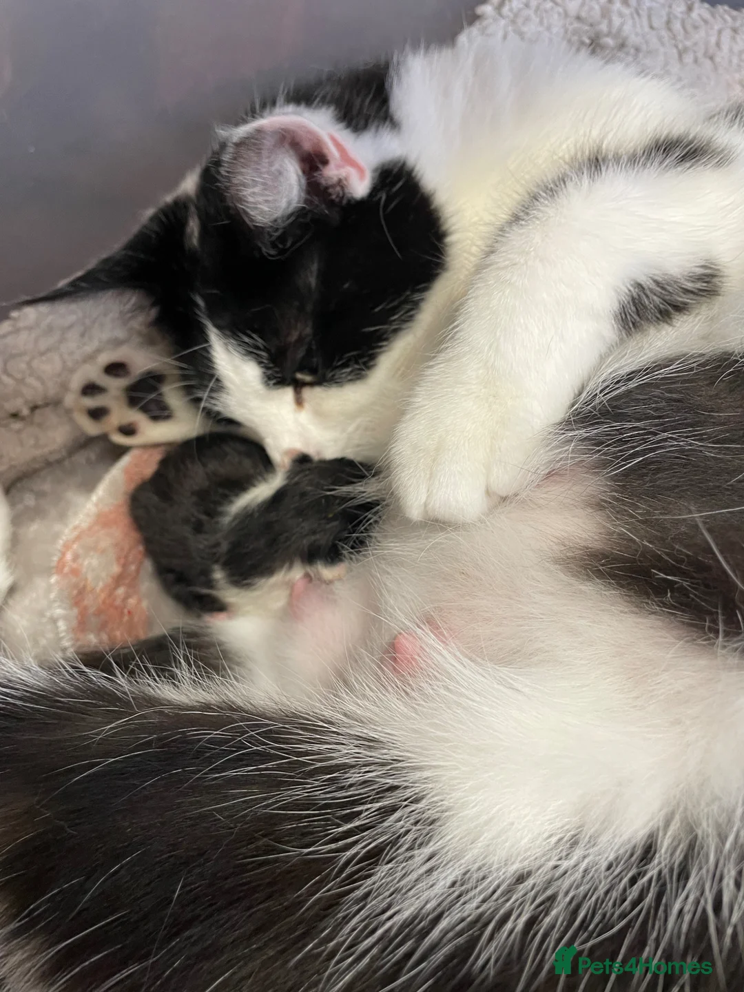 Domestic Shorthair cats for sale: 4 beautiful male kittens.  - Advert 10